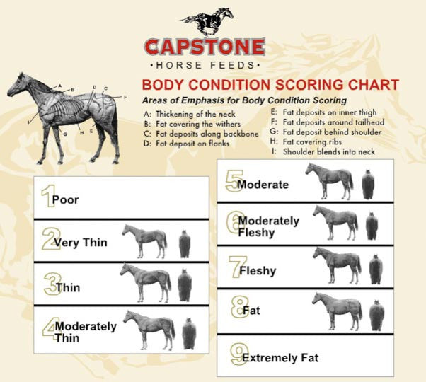 Equine Nutrition