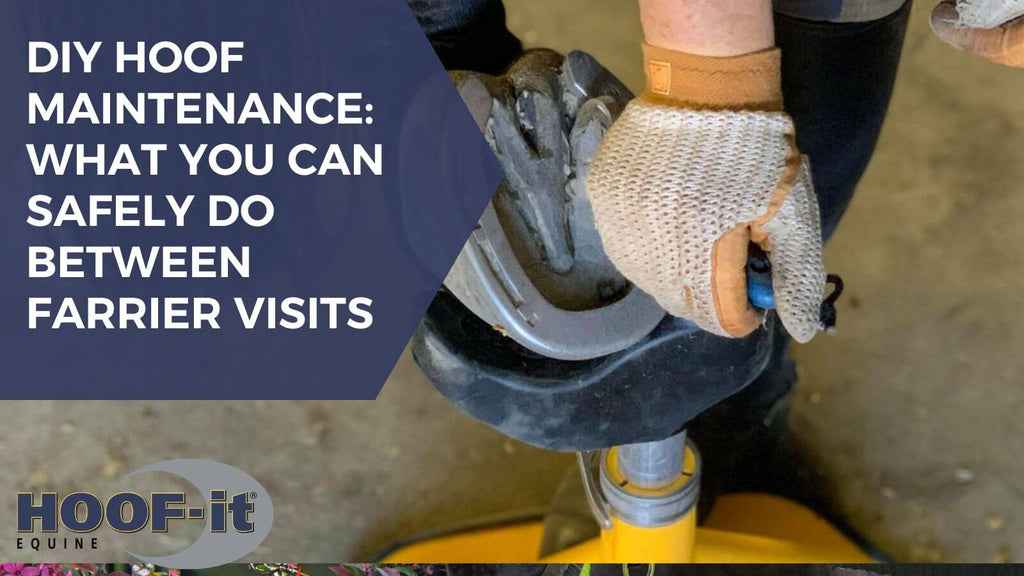 DIY Hoof Maintenance: What You Can Safely Do Between Farrier Visits