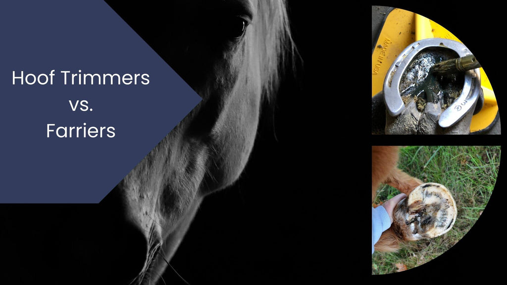 The Differences Between a Hoof Trimmer and a Farrier