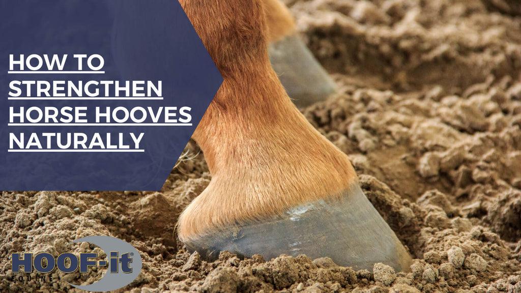 🌿 How to Strengthen Horse Hooves Naturally