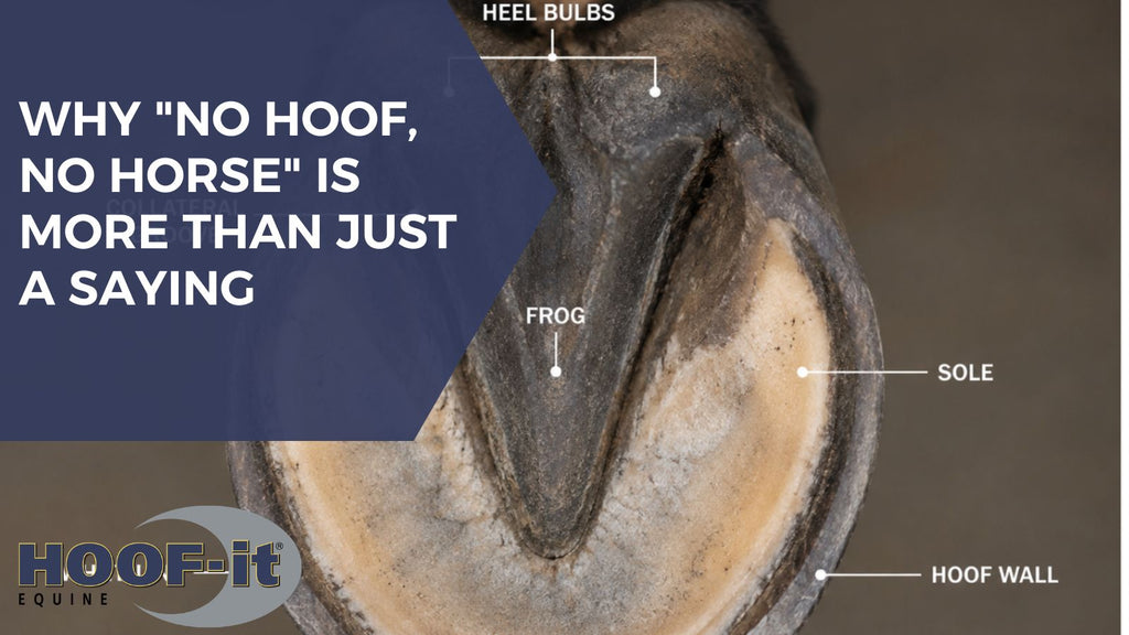 Why "No Hoof, No Horse" Is More Than Just a Saying