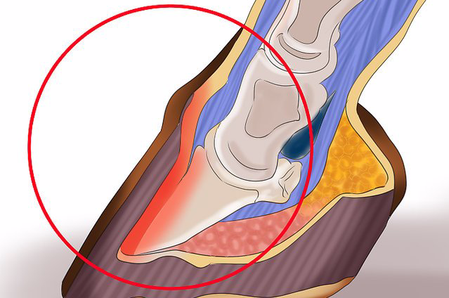 HOOF-it Helps Peggy's Foundered Horse