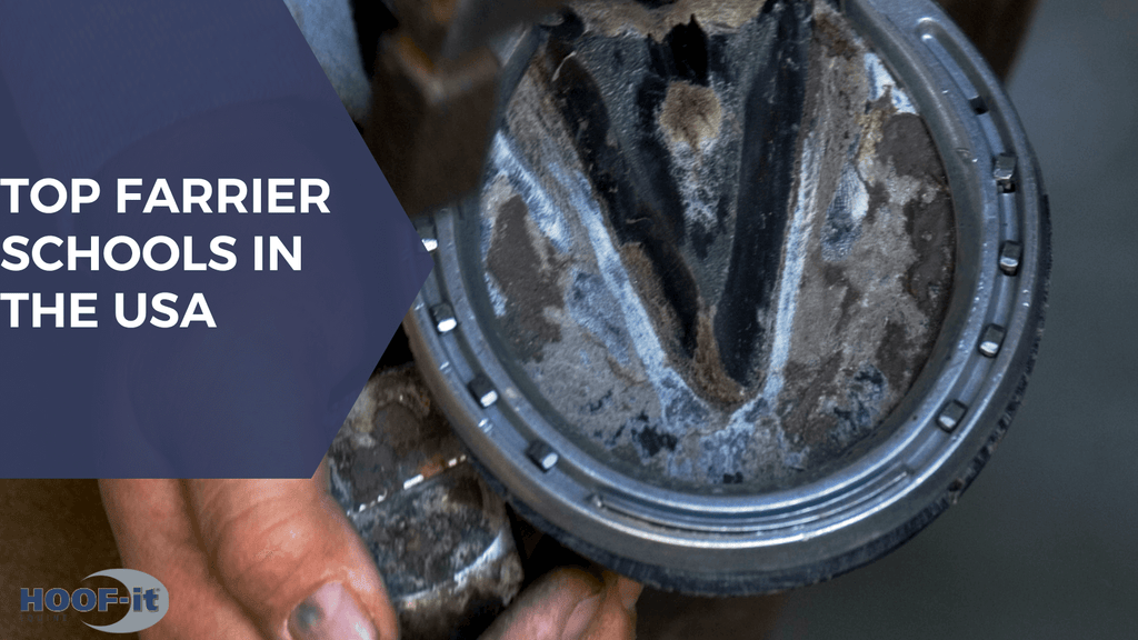 The Best Farrier Schools in the USA: Where Craftsmanship Meets Passion