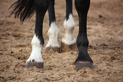 Horse Hoof Care
