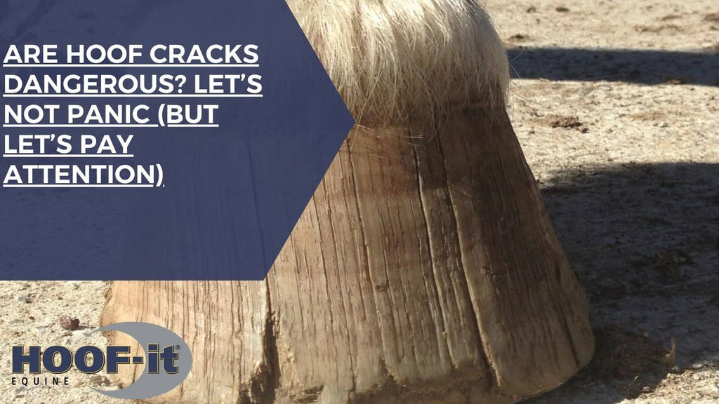 Are Hoof Cracks Dangerous? Let’s Not Panic (But Let’s Pay Attention)
