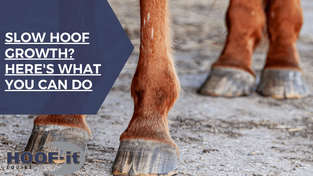 Slow Hoof Growth? Here's What You Can Do