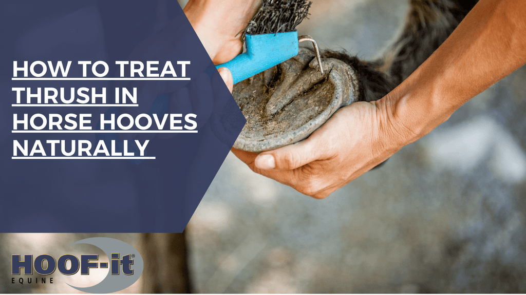 How to Treat Thrush in Horse Hooves Naturally (Without Harsh Chemicals or Drama)
