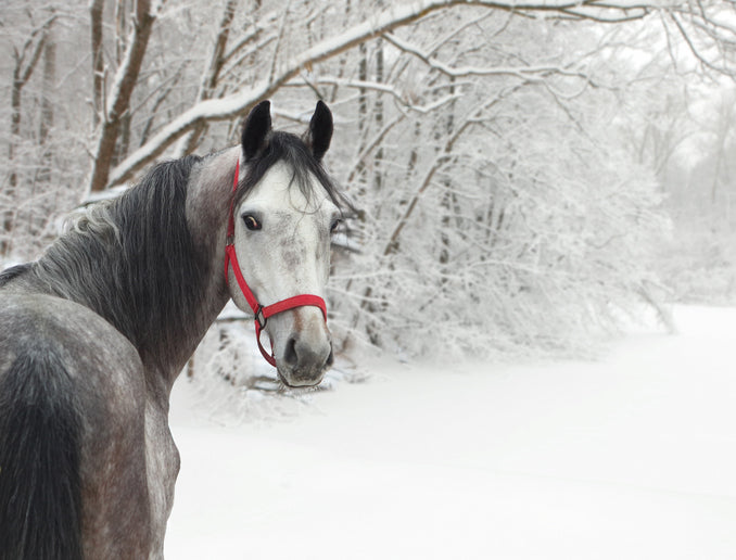 Tips for catching the uncatchable horse