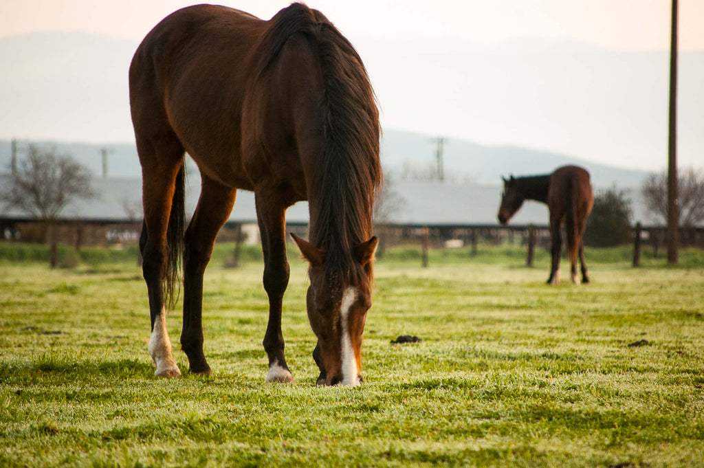 Natural Options for Pasture Weed Control