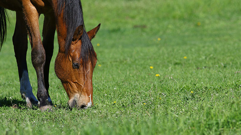 Preventing Springtime Laminitis