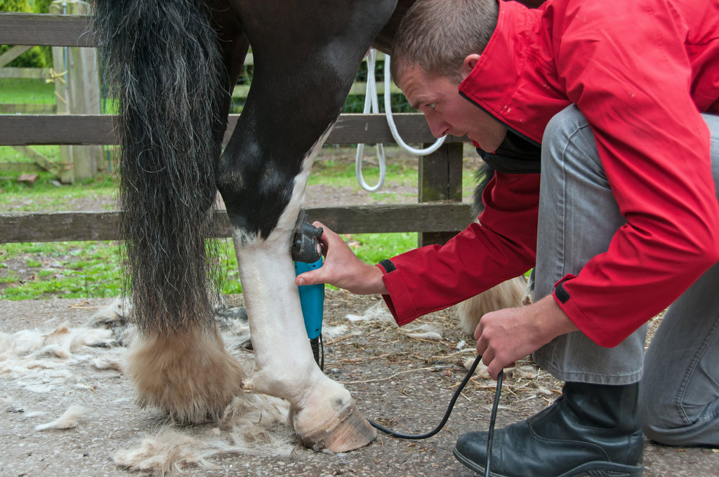Body Clipping Horses