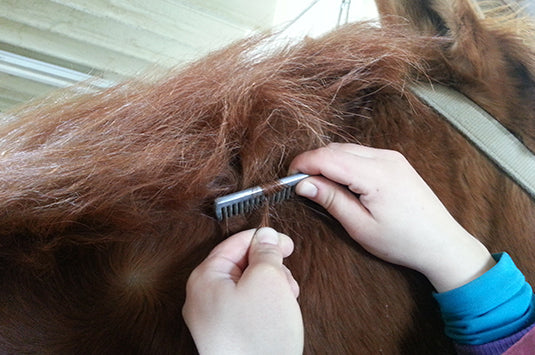 Pulling a horses main