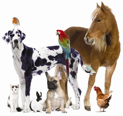 Celebrate National Pet Day - April 11, 2018