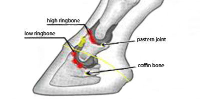 Ringbone - Lameness in Horses