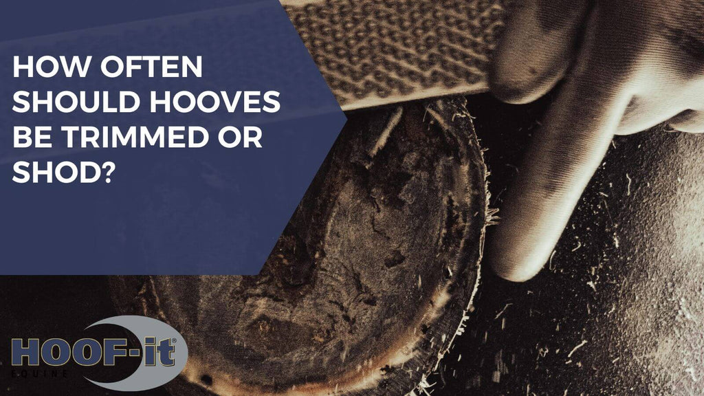 How Often Should Hooves Be Trimmed or Shod?