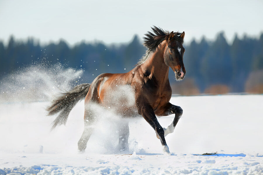 Preparing your horse for winter