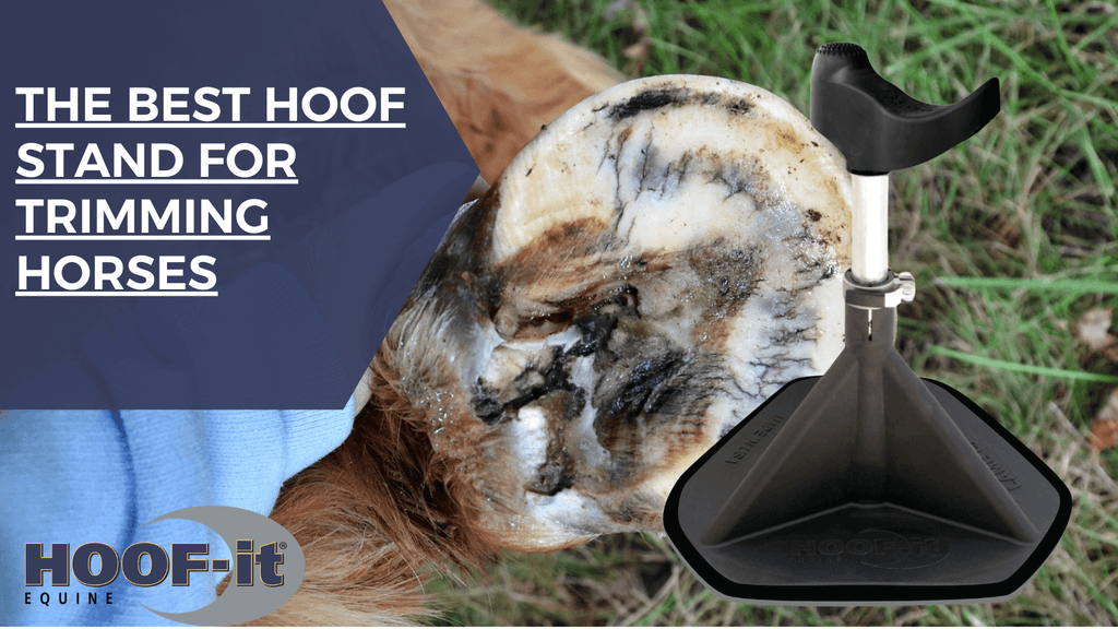 🐎 The Best Hoof Stand for Trimming Horses (And Why Your Back Will Thank You)