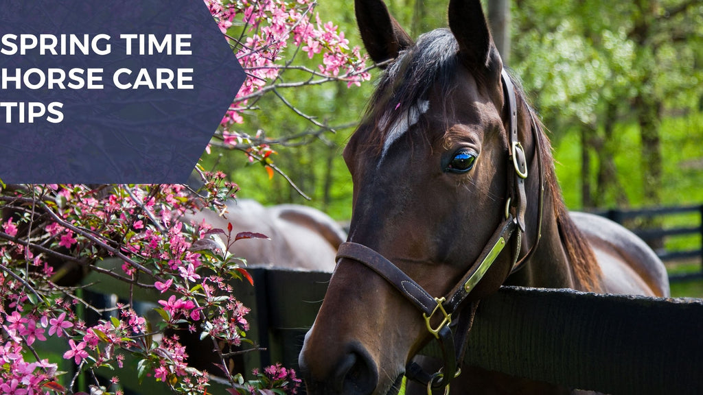Springtime Horse Care: A Checklist for Keeping Your Horse Healthy and Happy