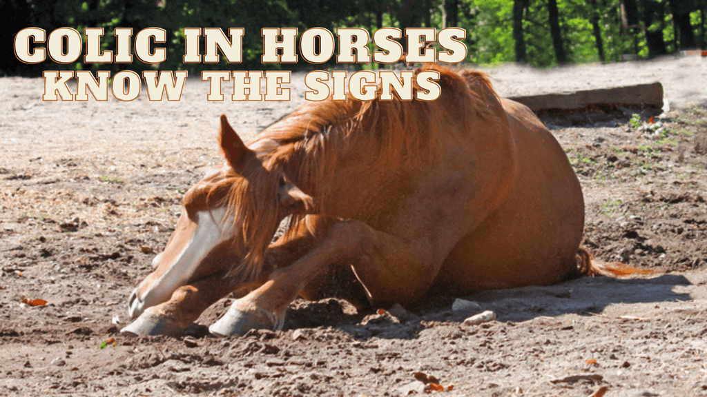 COLIC IN HORSES – KNOW THE SIGNS