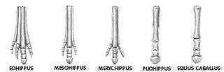 Evolution of the Horses Hoof