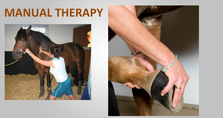 Manual Equine Therapy