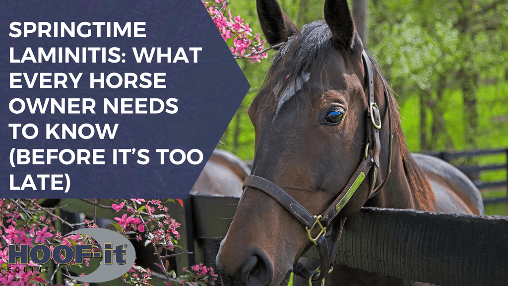 Springtime Laminitis: What Every Horse Owner Needs to Know (Before It’s Too Late)