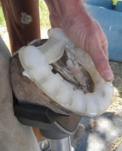 Preparing for your Farriers