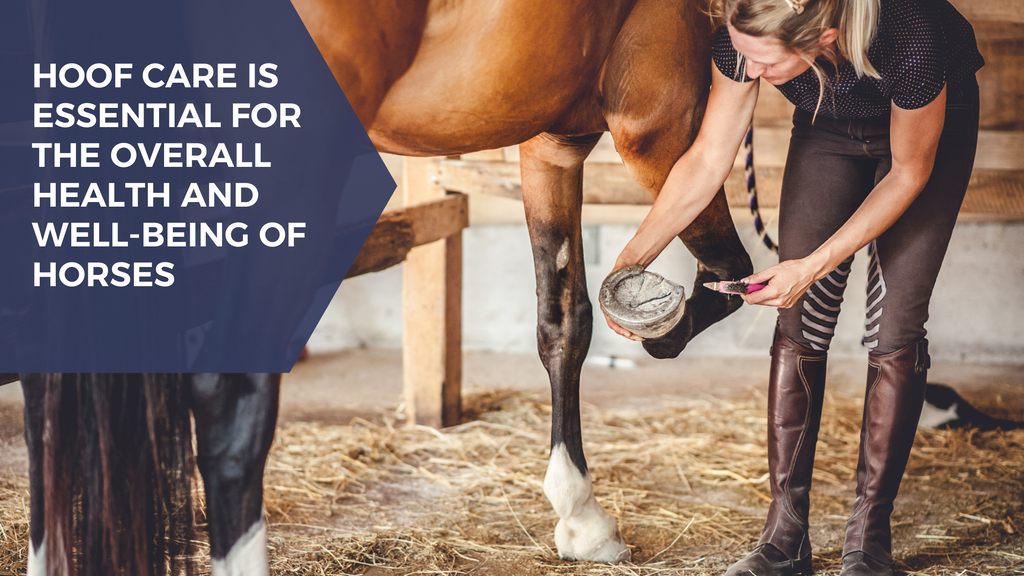 Why equine hoof care is essential