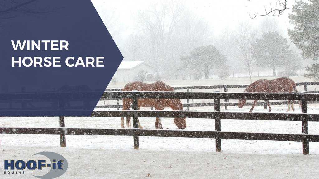 winter horse care