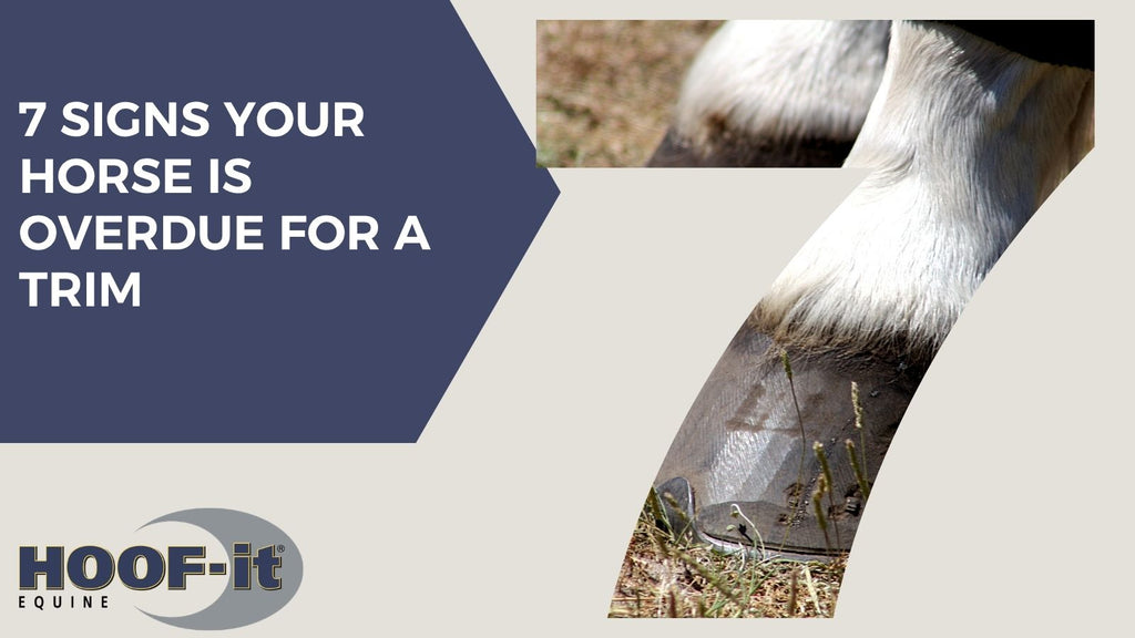 7 Signs Your Horse Is Overdue for a Trim
