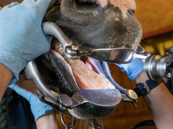 Equine Dental 