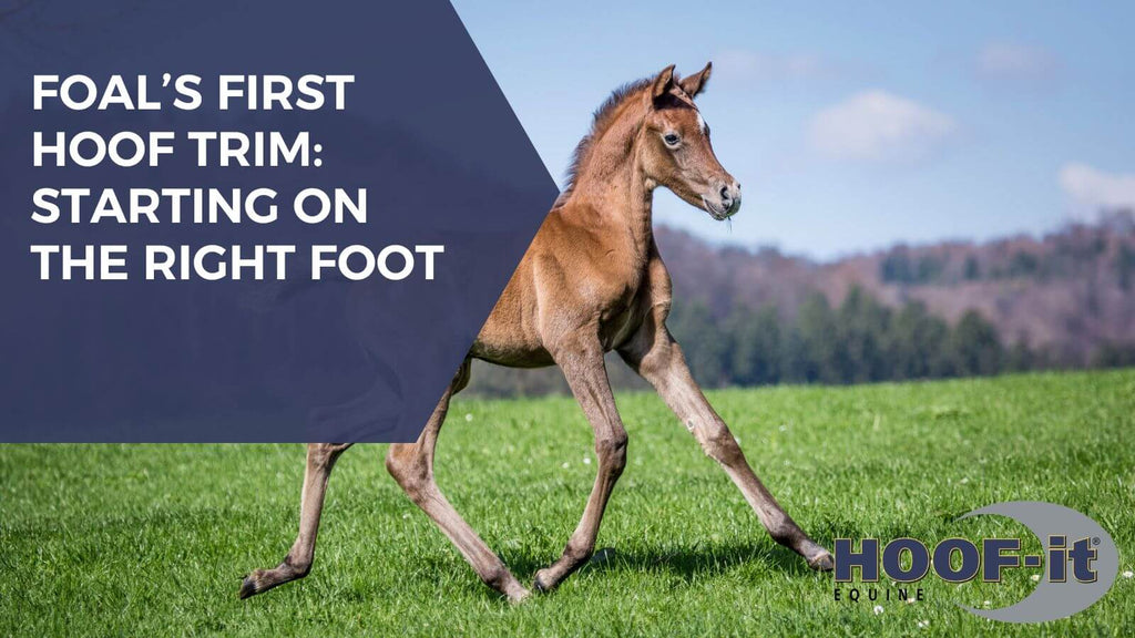 Foal’s First Hoof Trim: Starting on the Right Foot