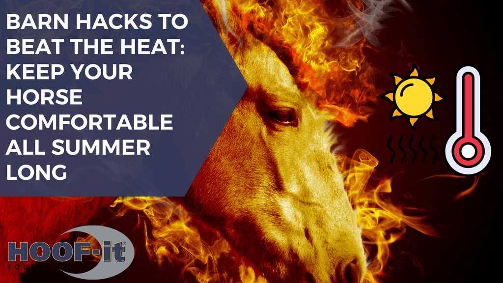Barn Hacks to Beat the Heat: Keep Your Horse Comfortable All Summer Long
