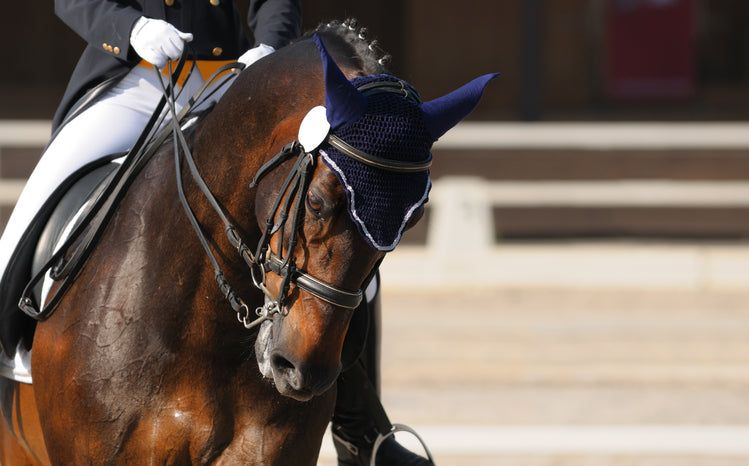 Benefits of cross-training your horse