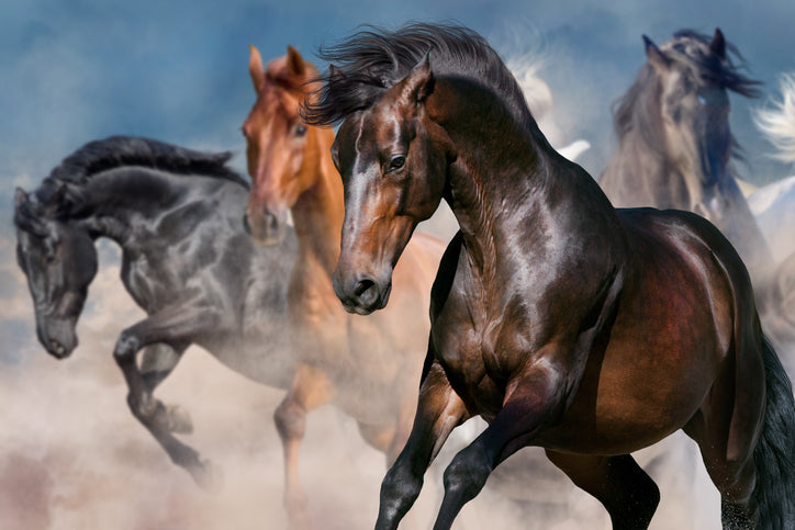 15 best horse movies that you need to see