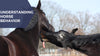 Understanding horse behavior: communication, body language, and herd dynamics