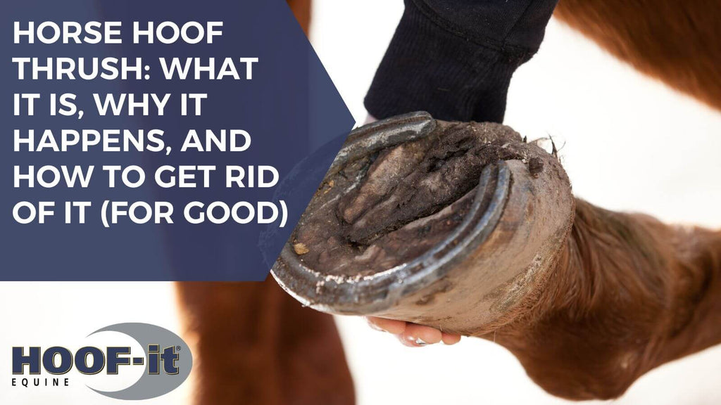 Horse Hoof Thrush: What It Is, Why It Happens, and How to Get Rid of It (for Good)