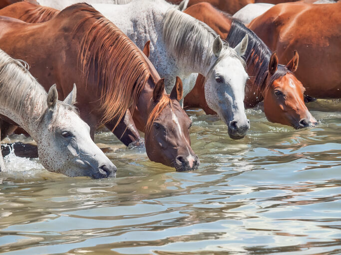 Watering Horses 