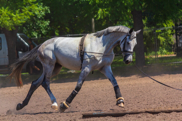 The Thoroughbred Makeover and National Symposium - Retired racehorse project 2018