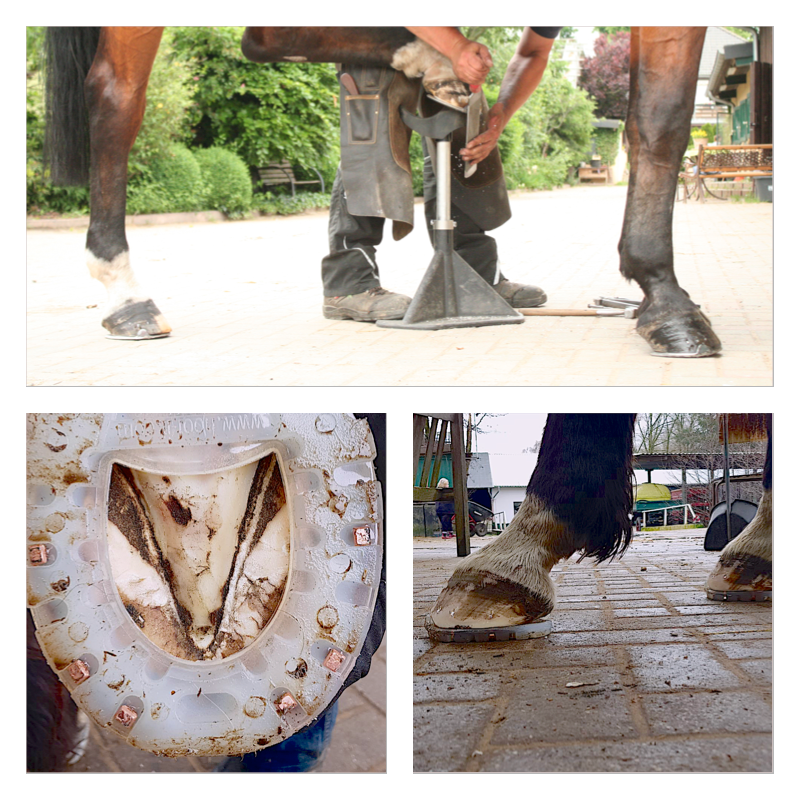 HOOF-it Plastic Natural Flex Horseshoe - Helps a Dressage Horse