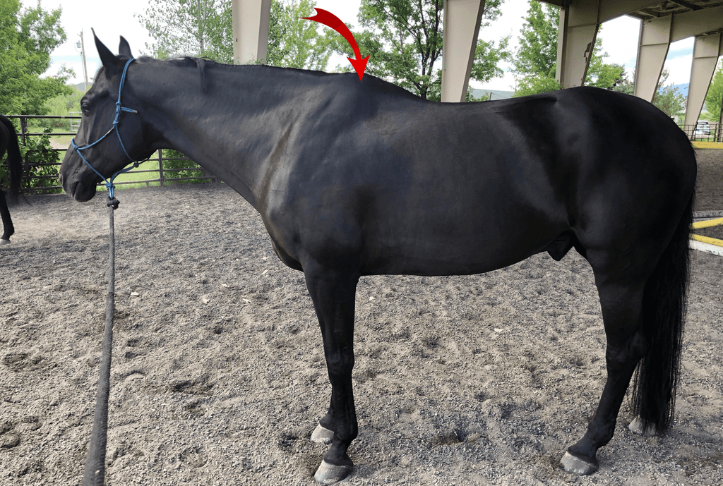WHAT IS A HAND – HOW TO MEASURE YOUR HORSE